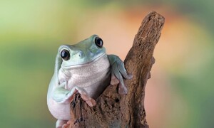 До чого сниться жаба – тлумачення сну