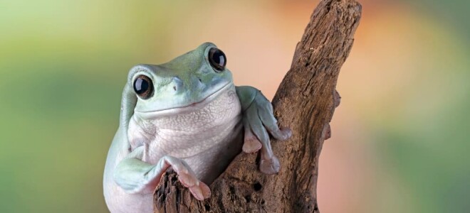 До чого сниться жаба – тлумачення сну
