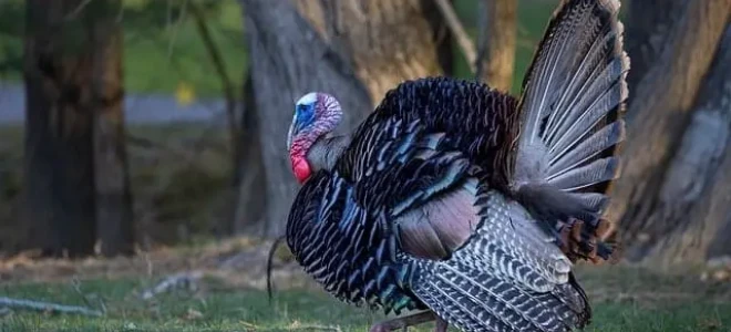 Тлумачення сну: Індик – символ добробуту та життєвих змін